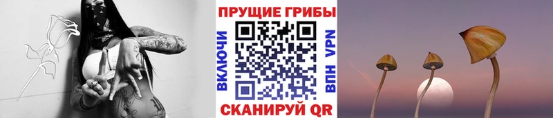 мега рабочий сайт  Стародуб  Псилоцибиновые грибы MAGIC MUSHROOMS 